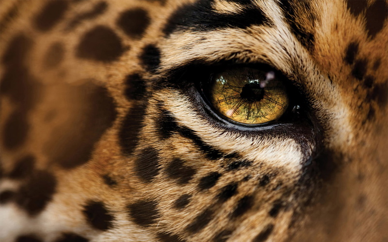 vertebrate, domestic, feline, zoo, leopard, animal Head, africa, animal eye, domestic animals, one Animal, eyes, animal Skin, endangered Species, eye, large