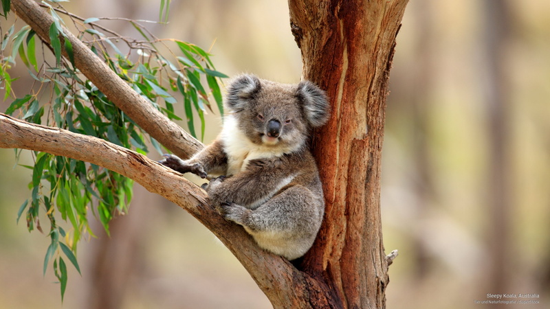 2K, Animals, sleepy, australia, koala