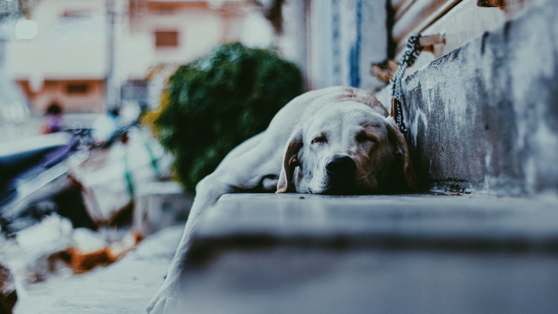 nap, Labrador, stairs, 2K, sleepy, dog