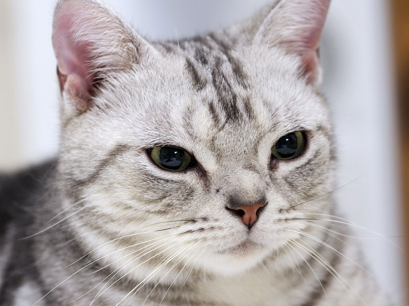 gorgeous, cat, car, grey, american shorthair, short, 720P, american, sleepy, white, shorthair, fur, black