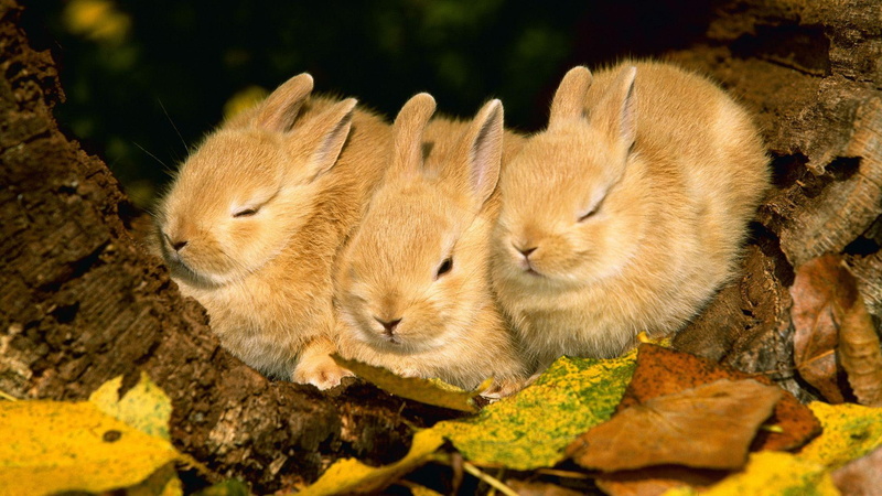 rabbit, 1920x1080, animals, rabbits, 1080P, three, sleepy
