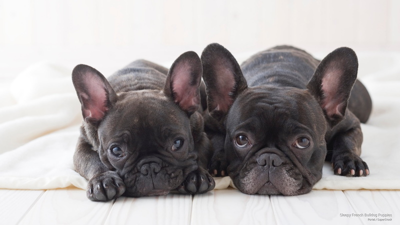 puppies, sleepy, Dogs, bulldog, french, 2K