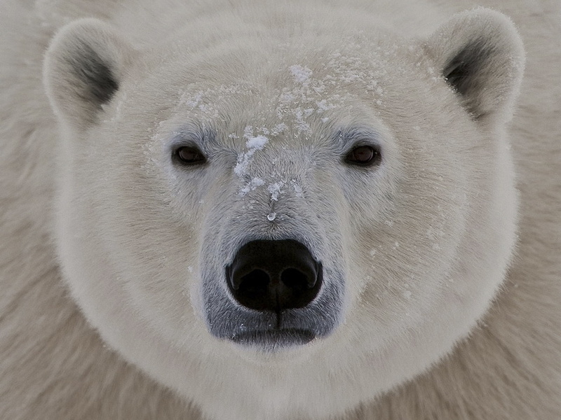 animal themes, looking at camera, 1080P, fat, face, animal body part, nature, animal wildlife, white color, eyes, endangered Species, close-up, vertebrate