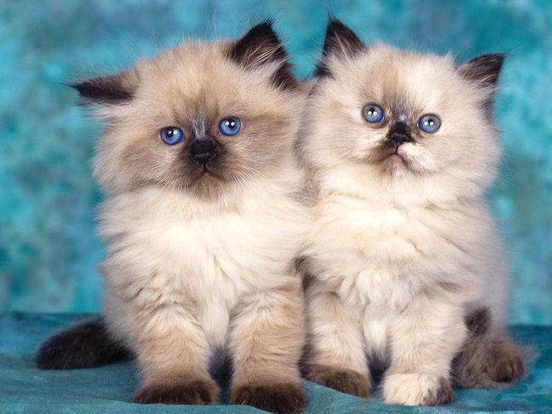 animal, group of animals, blue eyes, animals And Pets, purebred Dog, portrait, domestic, animal themes, kittens, turquoise colored, eye, purebred Cat, feline