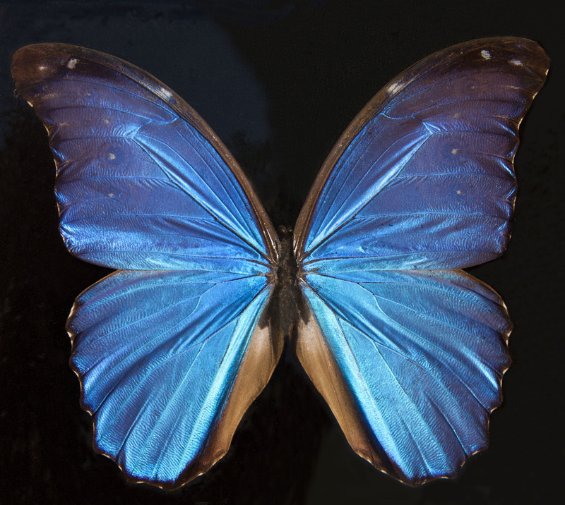 directly above, animal wing, exotic, butterfly, beauty in nature, indoors, scale, cut out, camouflage, invertebrate, wing, 5K, animal themes, south america