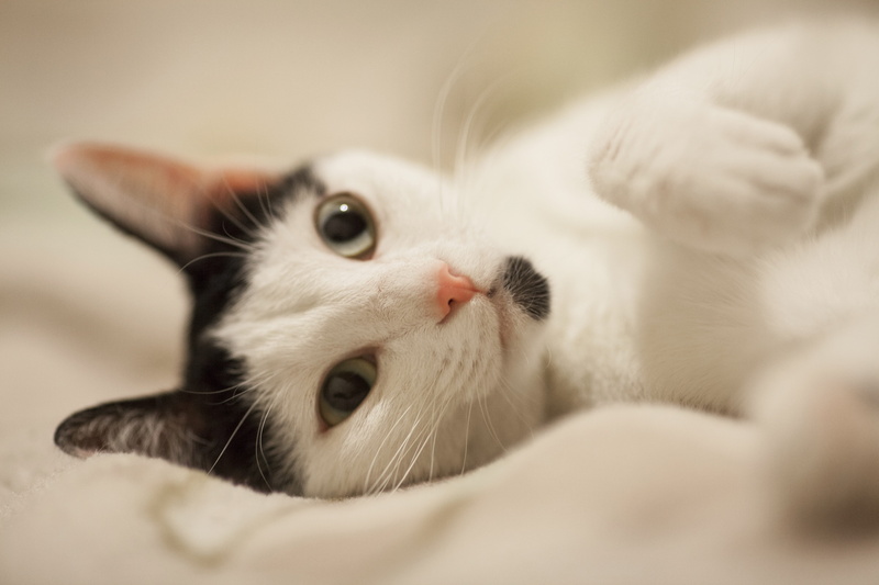 indoors, white color, expectant, white, domestic, feline, bed, pets, selective focus, 5K, cute, mammal, young Animal, puppies, animal mouth, baby animal