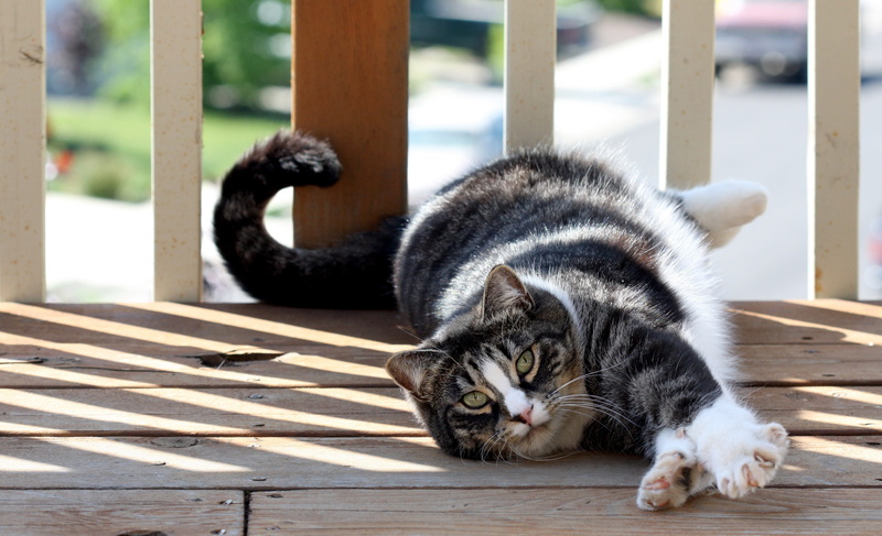 domestic cat, short hair, wood - material, one animal, cat, whisker, white, tabby, no people, 2K, close-up, cat whiskers, day, feline, vertebrate, domestic animals