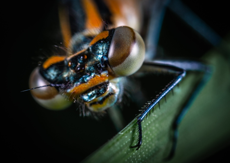 animal head, facet, animals in the wild, animal, eye, selective focus, invertebrate, extreme close-up, hymenoptera, dragonfly, animal wildlife, zoology