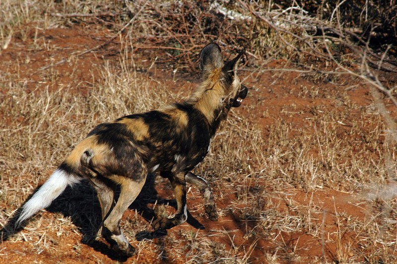 animal, color, hair, plants, no people, dog, outdoors, land, tree, africa, full length, bush, mammal, one animal, standing, plant, animal themes, african