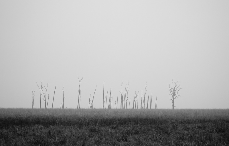 tranquility, bare, misty, outdoor, field, eery, no people, beauty in nature, scenics - nature, barren, grayscale, fog, rural, greyscale, landscape, monochrome