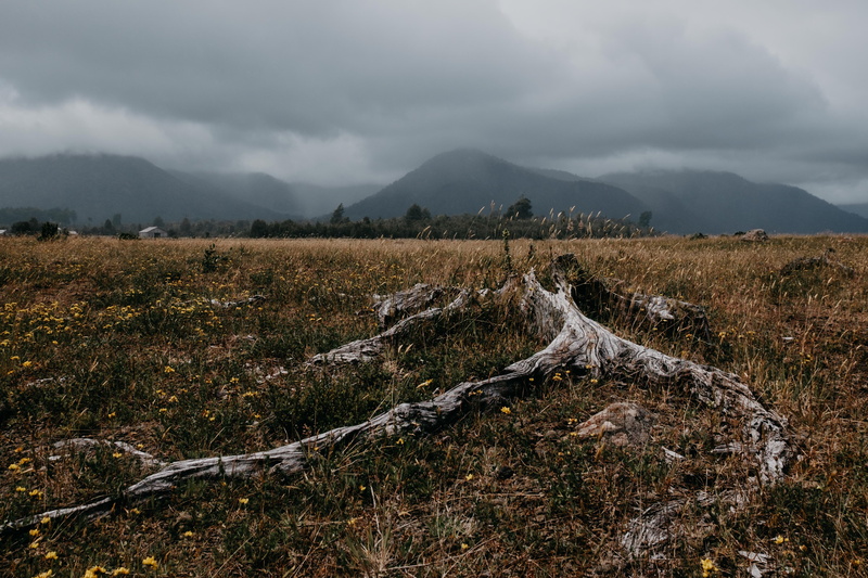 tree, forest, ground, no people, grass, idyllic, scenics - nature, wood, mountain, fires, non-urban scene, day, nature, dead tree, cloud - sky, field, tree stump