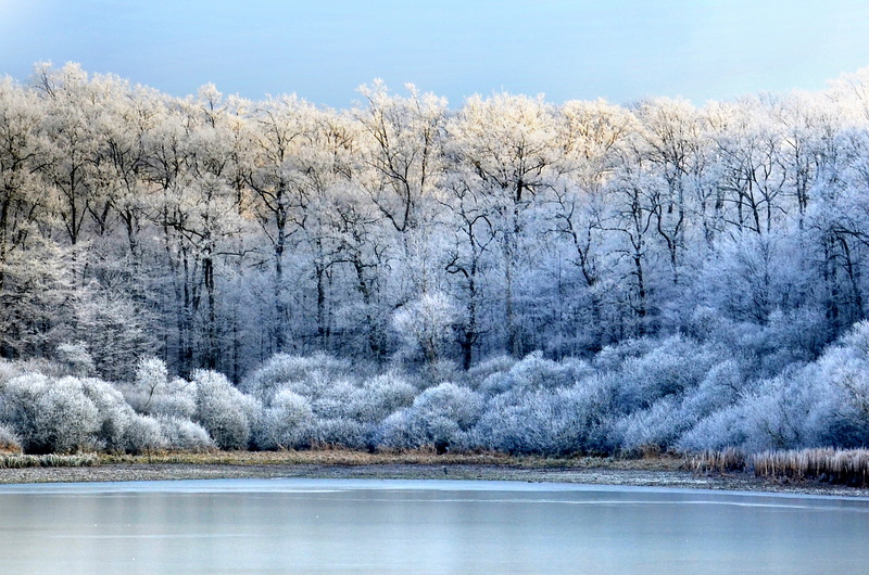 ice, scenics - nature, cold, cold temperature, crystals, nature, fir trees, day, pond, soil, beauty in nature, forest, frost, outdoors, glacial, frosty