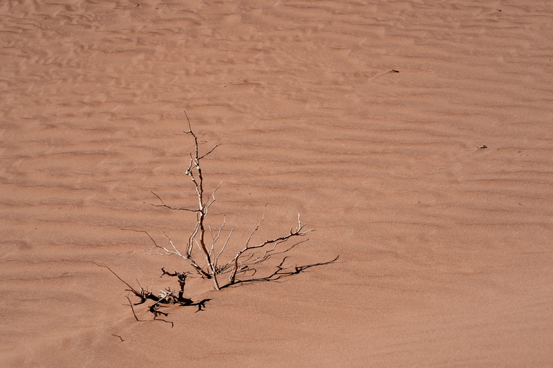 branch, animal, backgrounds, grassland, sahra, day, dunes, antelope, nature, desert, sand, climate, wildlife, wood - material, field, soil, brown, dune