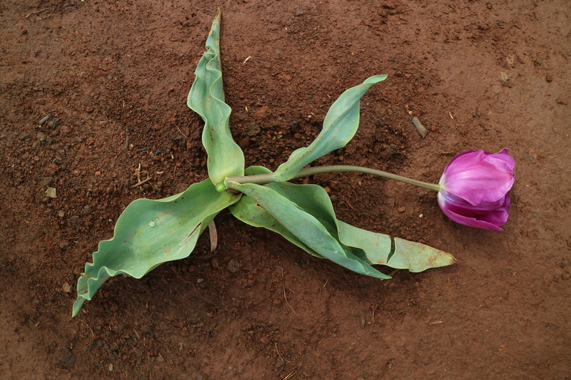 dead, growth, dirt, flower, plant part, nature, flower head, petal, outdoors, purple, soil, freshness, no people, plant, close-up, plant stem, leaf, 5K