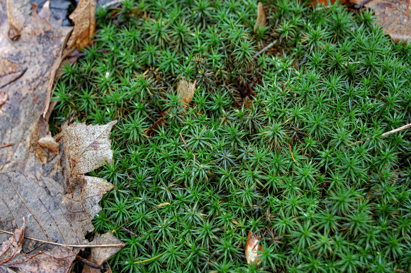 jay, plant part, anise, annonaceae, close-up, maple, maple leaf, autumn, high angle view, soil, weed, field, green, no people, grass, larch, land, selective focus