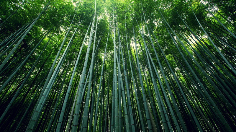 bamboo leaves, 1080P, bamboo, leaves, green bamboo, green