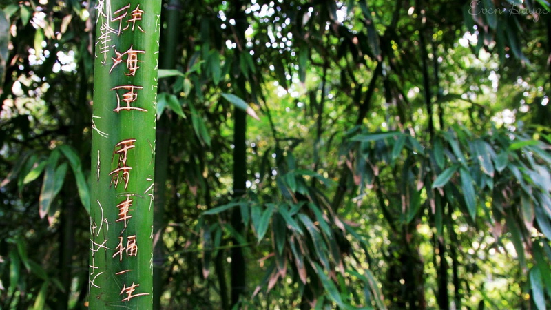 focus on foreground, bamboo grove, no people, day, green, growth, trunk, outdoors, bamboo - plant, tree trunk, grass, leaf, land, bamboo, beauty in nature