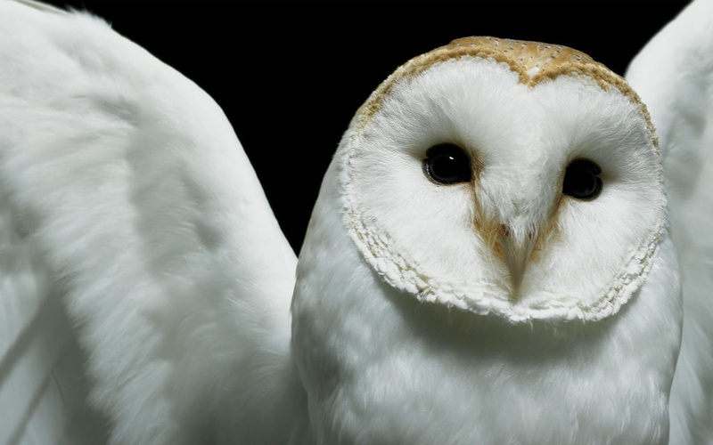 focus on foreground, bird, portrait, animal, one animal, black background, studio shot, no people, animals in the wild, indoors, 1080P, close-up, Deftones