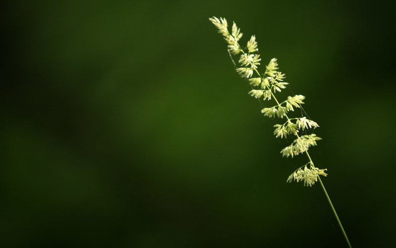 1080P, botany, outdoors, vulnerability, close-up, beauty In Nature, plant, macro, day, green, flower, season, summer, studio shot, copy space, environment