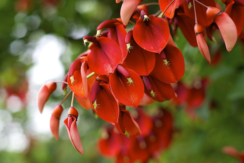 flowers, red, petaled, flowering, 1080P, macro, plant, Erythrina crista-galli
