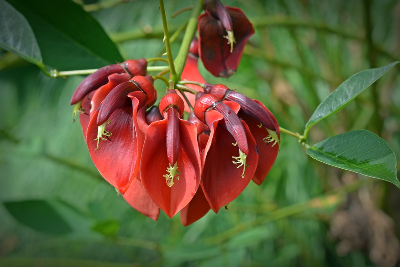 bloom, green color, coral plant, leaf, nature, erythrina crista-galli, inflorescence, vulnerability, fabaceae, beauty in nature, plant part, 5K, red, flower head
