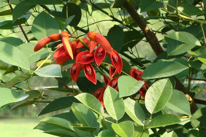cry-baby tree, inflorescence, growth, fabaceae, fragility, outdoors, beauty in nature, 1080P, plant part, nature, buds, no people, flowers, india, plant