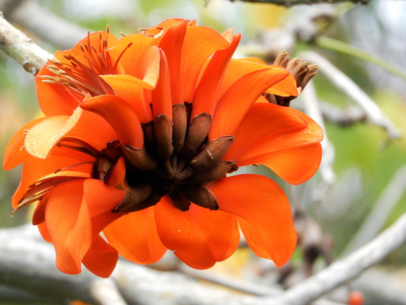 tree, 4K, focus on foreground, flowering plant, vulnerability, plant, taoropark, canary islands, fragility, inflorescence, beauty in nature, blossom, orange color
