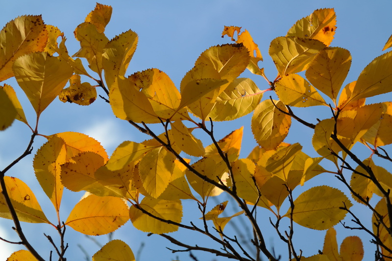 golden, growth, fragility, kernobstgewaechs, Fall Foliage, vibrant Color, gold Colored, thorn apple, leaf, coloring, outdoors, autumn, rose greenhouse