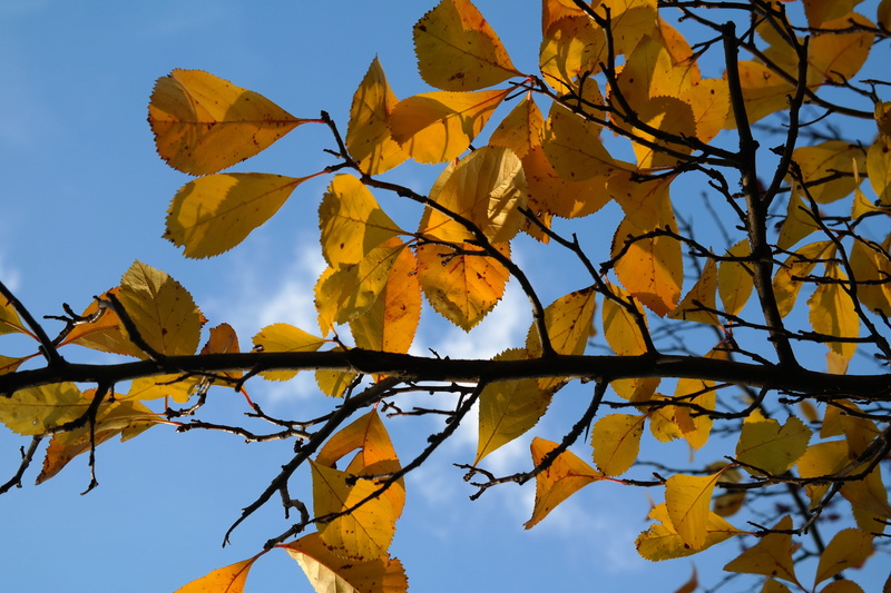 plant, day, thorn apple, growth, grove, fall foliage, autumn, sky, change, leather leaf weißdorn, clear sky, yellow, no people, branch, kernobstgewaechs