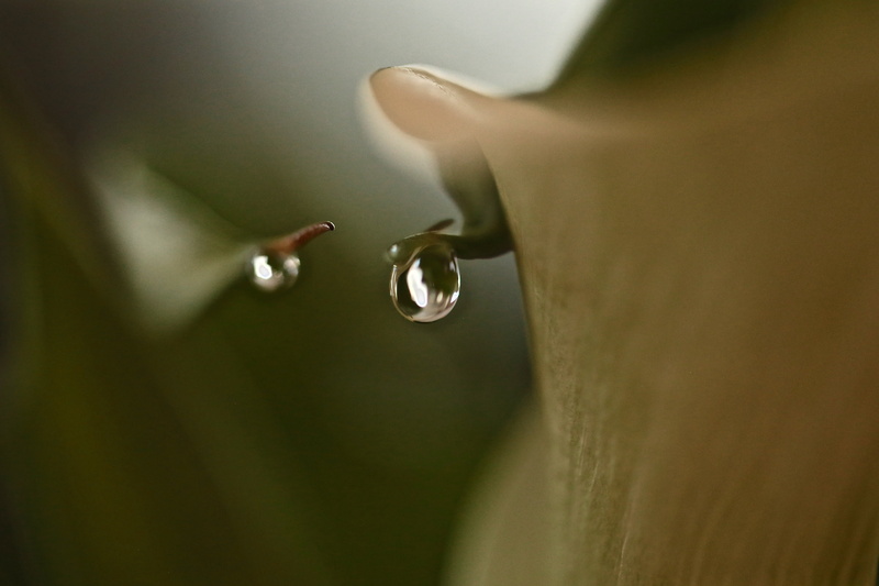 dew, closeup photography, freshness, Weep, flower, 4K, teardrop, close-up, water, Calla lily, macro, lily, liquid, drop, nature, water drop, bokeh, photography