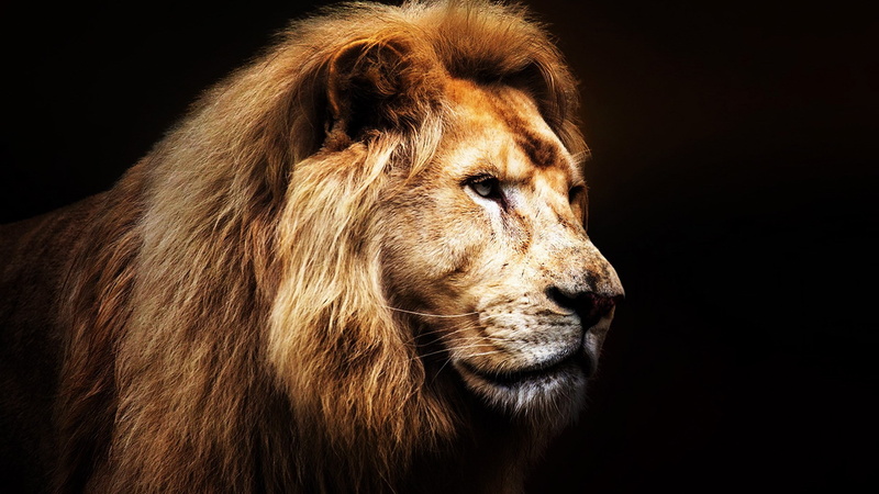 animals in the wild, carnivora, close-up, one animal, 2K, cat, studio shot, profile view, lion - feline, animal wildlife, mammal, no people, looking, animal body part