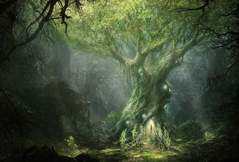 rings, tranquility, rainforest, in, war, branch, the, no people, scenics - nature, growth, lotr, Nazarov, Mag, of, fog, outdoors, tranquil scene, land
