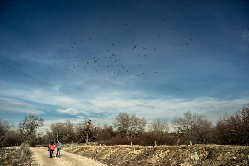 day, flock of birds, path, tree, forest, bird, trail, walker, landscape, migration, nature, 5K, way of st james, one person, large group of animals, animals in the wild