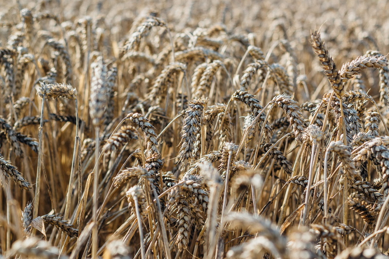cereal plant, close-up, agriculture, tonbridge, wheat, nature, food, field, outdoors, selective focus, 2K, produce, grain, theresa may, grass, no people