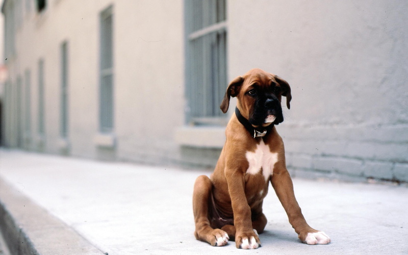 cute, animals, puppy, legs, want, boxer, loveable, buddy, beautiful, 2K