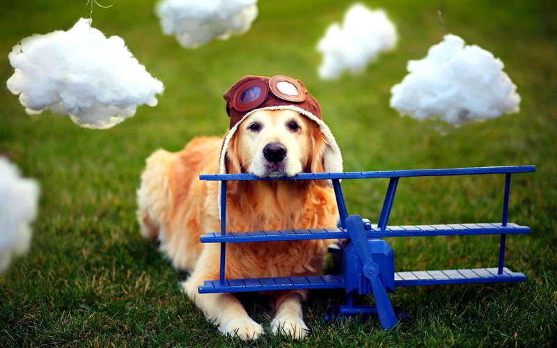 airplane, helmet, golden retriever, animals, cool, buddy, 1080P, golden