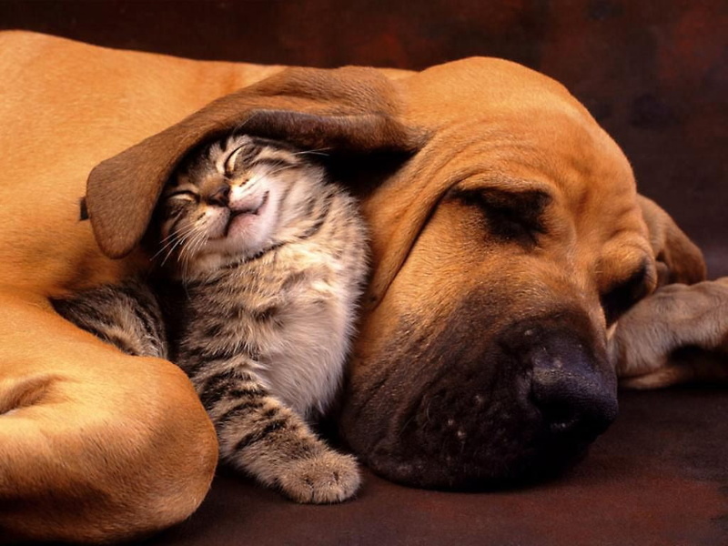 warmth, love, floppy, floppy ear, sleeping, dog, animals, kitten, hd, dog and cat sleeping together, adorable, time, cute, cat, nap, ear, 480P, buddies