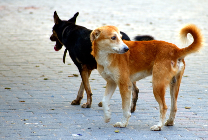 domestic animals, animal themes, dogs, small, mammal, purebred dog, vertebrate, pets, dog, water, group of animals, border collie, black, stray dogs, togetherness