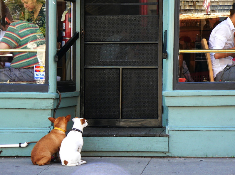 people, adult, domestic, domestic animals, incidental people, longing, 2K, love for animals, real people, hunger, lunch, window, provincetown, brown, best friends