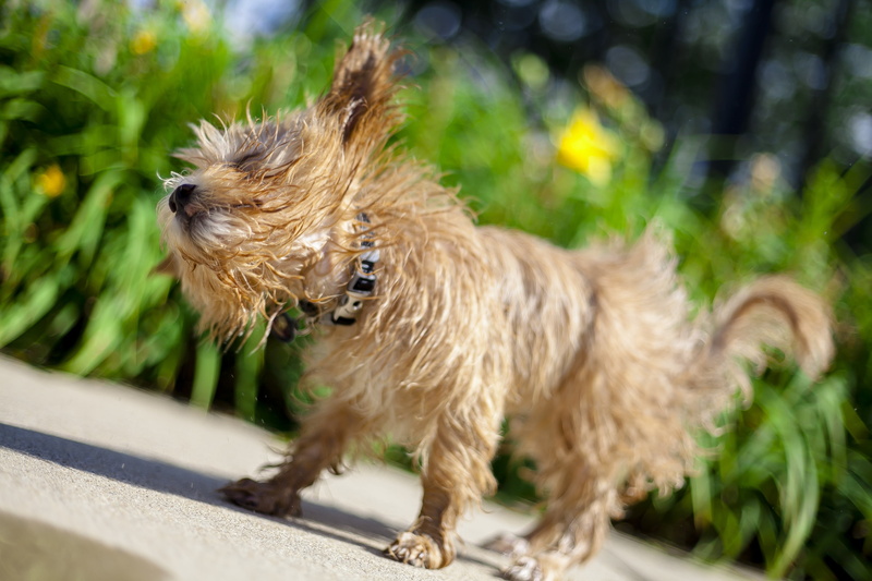 mutt, looking, lap dog, puppy, waiting, cairn, fur, wet, mouth, dripping, pool, buddy, breed, brown, hot, outdoors, animal themes, outside, standing, day