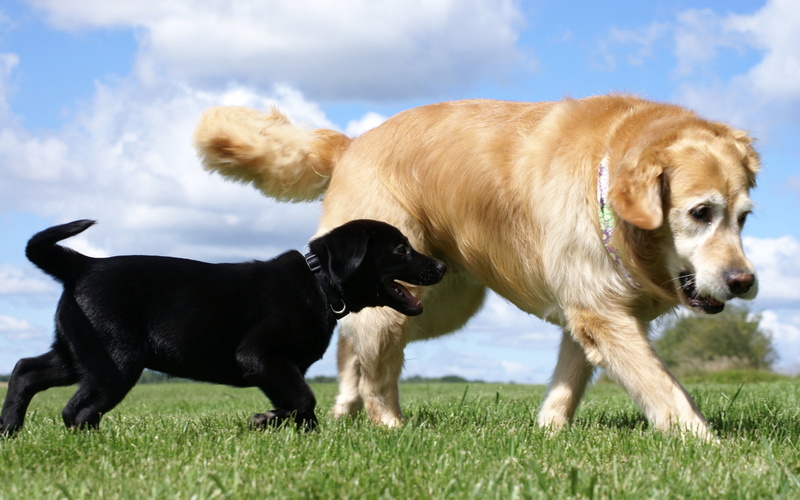 two animals, gold Colored, obedience, animal, canine, retriever, animal Tongue, sky, pets, walk, looking, plant, cloud - sky, puppy, labrador Retriever