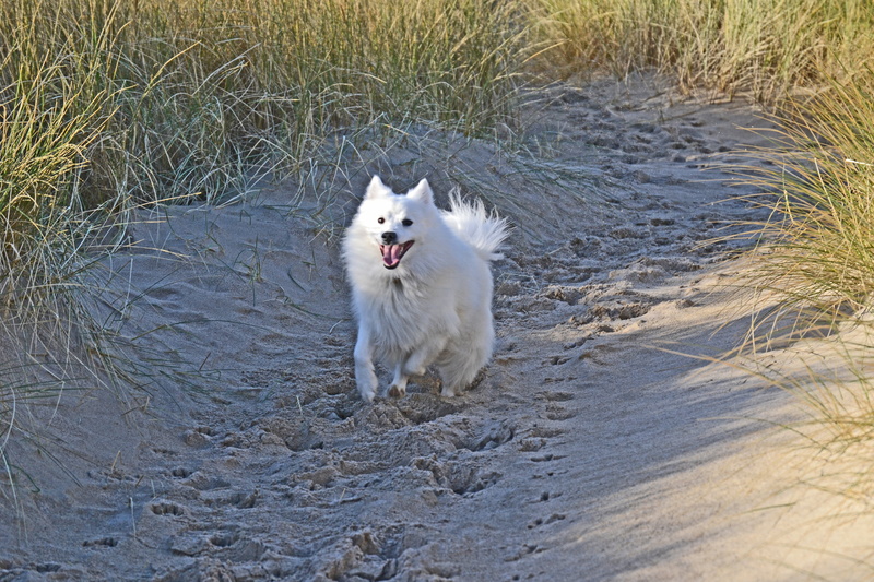running, vertebrate, walk, white color, pure, puppy, purebred, companion, animal, motion, purebred Dog, dog, pet, japanese, spitz, playing, domestic, doggies