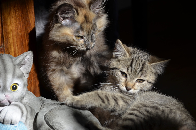 pets, baby cats, feline, tabby, small cats, three, domestic animals, domestic, whisker, animal family, brothers and sisters, relaxation, black background