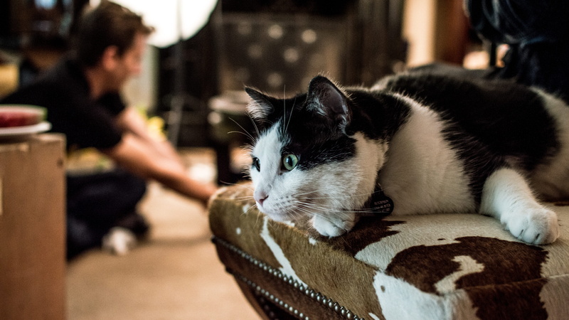 electronics, black and white, snuggle buddy, domestic cat, people, purrty, manx, human, pet, lcd screen, kitty, couch, one animal, relaxation, cat, close-up