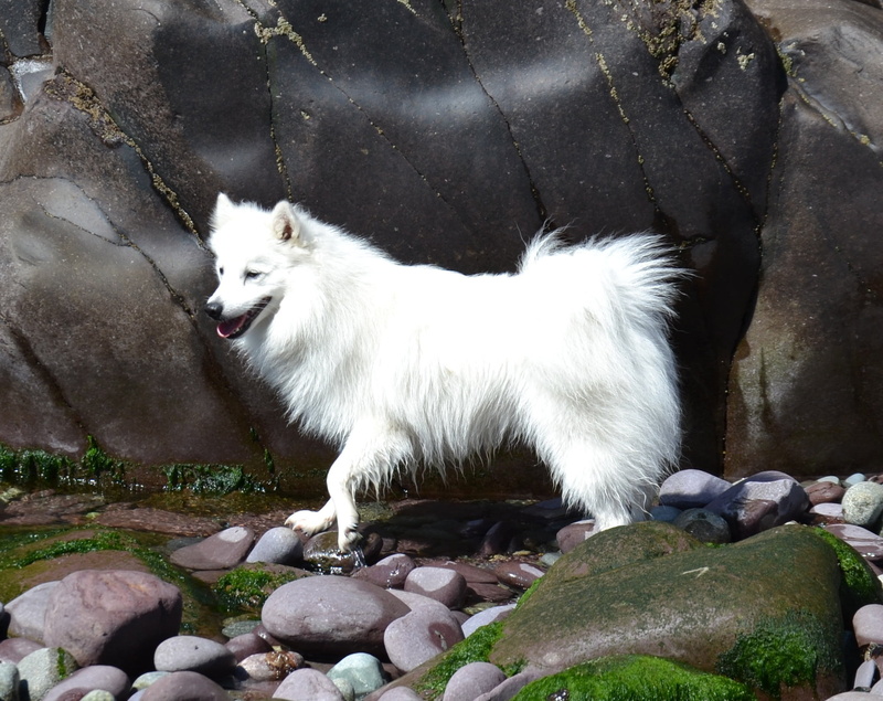 white, no people, mouth open, portrait, companion, friendship, domestic, happy, side view, young, one animal, stone - object, mammal, water, domestic animals