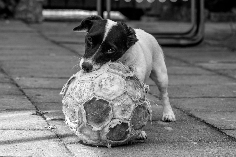 vertebrate, dog, domestic, focus on foreground, black and white, air, summer, portrait, animal themes, animal, sweden, love, one animal, emotional, canine