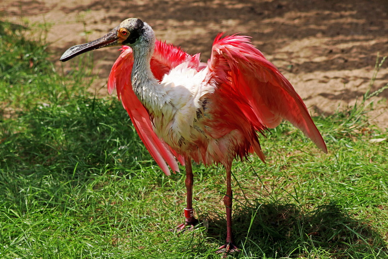 Bird, bill, day, plant, beak, full length, federal government, long beak, animal themes, stork, Feather, animals in the wild, focus on foreground, animal wildlife