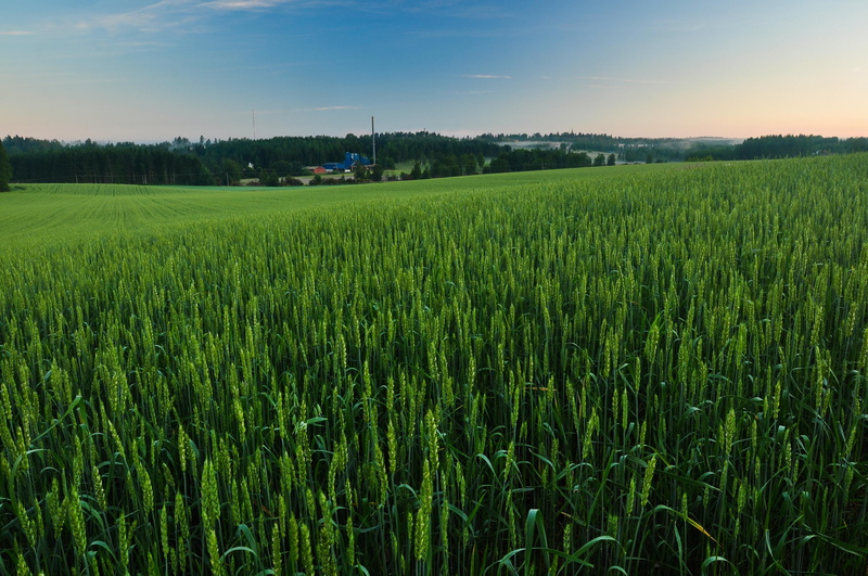 green wheat, nature, polarizing filter, full sized, frame, outdoors, Summer, green, royalty, rural Scene, Europe, Finland, wheat field, Pirkanmaa, Nikon  D5000