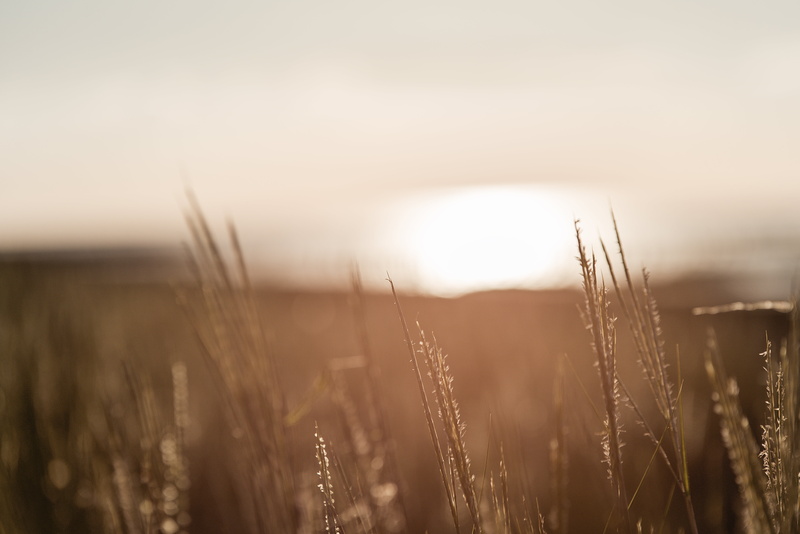 Vacation, no=no, sunset, golden, plant, outdoors, grass, nature, focus, Wadden Sea, selective focus, agriculture, North Sea, license, field, meadow, summer