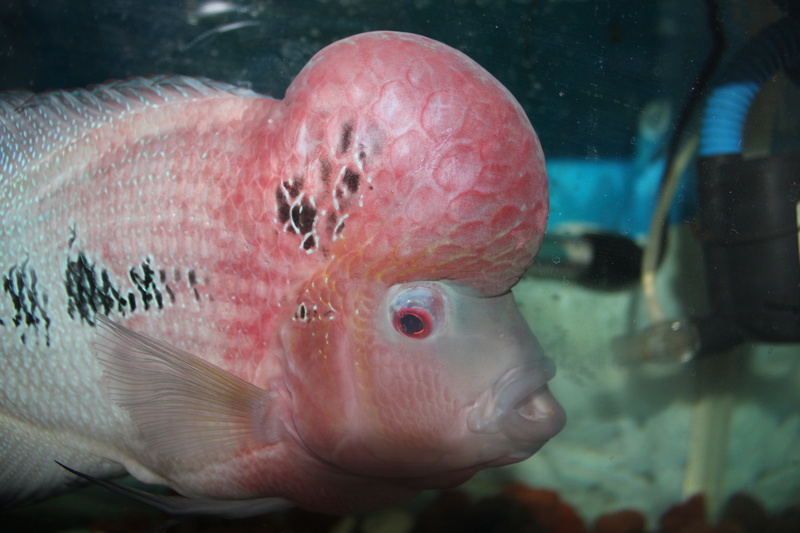 sea life, the bulk of rohan, one animal, water, animal themes, animal wildlife, sea, glass - material, animal eye, swimming, animals in captivity, animal